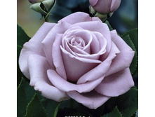 ���� �����-������� ����� ���� ����������-��������� 180