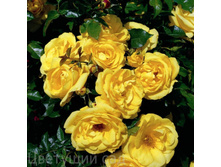 ����� ����� ���� (���) 2,95����.jpg