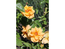 image7BB9ZJF9.jpg
