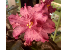 ��-��������� � ������1.jpg