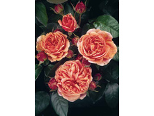 ��������� (���) 2,95���.jpg