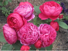 ����� (���) 2,95���.jpg