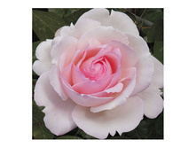 �������� (���) 2,95���.jpg