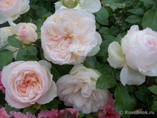 ������� ������� �� ���������� (���),2,95���.jpg