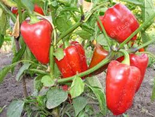 ����� �������.jpg