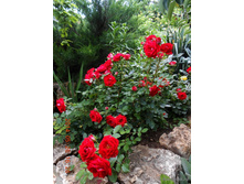 ����� (���),2,95���.jpg