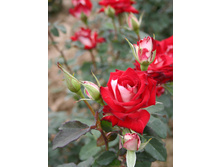 ������ (���) 2,95���.jpg