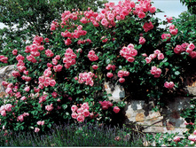 ������� (���),2,95����.jpg