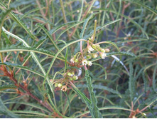 ������� ������������ 'Aspleniifolia' *