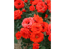 ��� ��� (���),2,95���.jpg