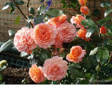 ��������� (���) 2,95����.jpg