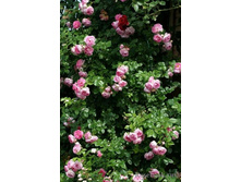 �������,Jasmina (����),3,24���.jpg