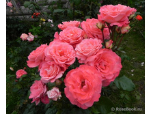 �������,Waikiki (����) 2,95����.jpg