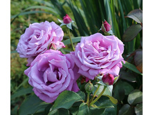 ����� �� ����,Charles de Gaulle (����) 2,95���.jpg