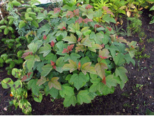 ������ �����.����