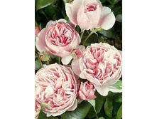 ������������ (���) 2,95����.jpg