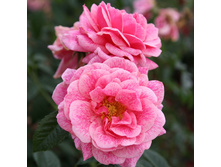 ������� (���),2,95����.jpg