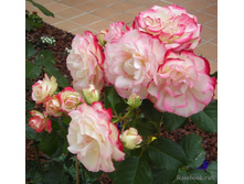 ������ �� ����� �� ������,Jubile du Prince de Monaco (����) 2,95����.jpg