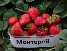 ��������� ������� �������� ( 5��) (������������, ���������������. ���������)											 254