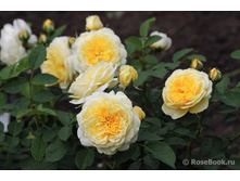 �������,The Pilgrim (����) 3,65����.JPG