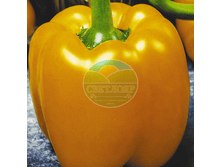 ������ ����� ������� F1 �������.png