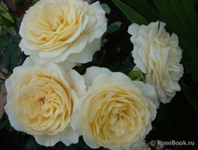 ����� ���������� (���),2,95���.jpg