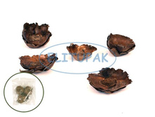 5111 ���� ������ (5) 50 �.jpeg