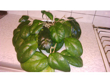 ���� Hoya cv. Joy