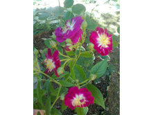 ��������� ���