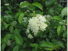 ������ ���������*