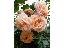 ����� (���),2,95����.jpg