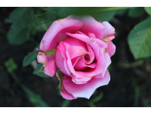 imageSCDG4EK7.jpg