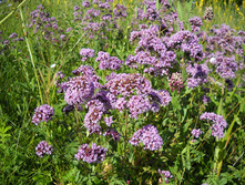 ������ ������������ (origanum vulgare) - � ����������� �� ����� �� 50 ���.