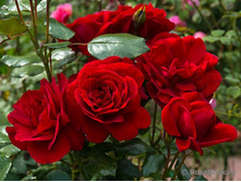 ����� ������� (���) 2,95����.jpg