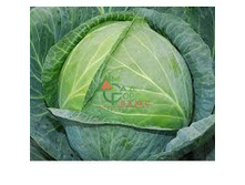 ������� �������� ������