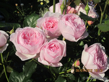 �������,Heritage (����) 3,65����.jpg