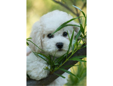 ����� �� ����� -19 �� 27 - 585 ���..jpg