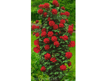 ������� ��������(���),2,95����.jpg