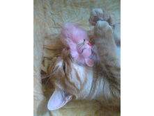 �������� 14-7.jpg