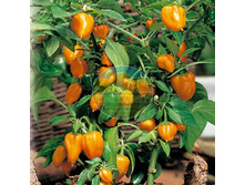 ������ ����� ������� ���� F1 ������� (5 ��).jpg