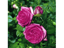 ������������ (���) 2,95���.jpg