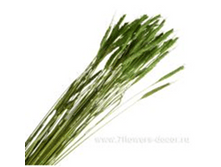 image350 - ����� - �����.png