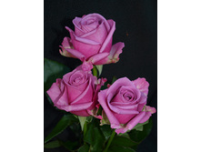 ��� �����,Cool water (����) 2,95���.jpg