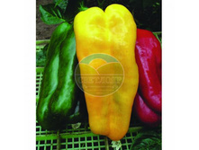 ������ ����� ������ ���-�� F1 ������� (12 ��).jpg