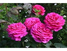 ��� �����,Big Purple (���) 2,95���.jpg