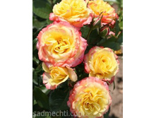 ������� ��������� (���),2,95���.jpg