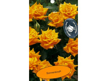 ���������� (���),2,95���.jpg