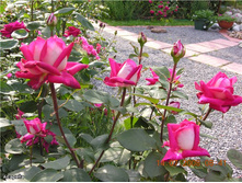 �������� (���) 2,95���.jpg