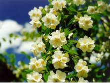 jasmin-dlya-volos.jpg