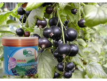 ������ �����������������